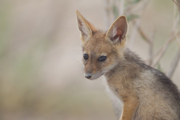 Obraz premium Jackal pup, jackal puppy in the wilderness of Africa, black backed jackal