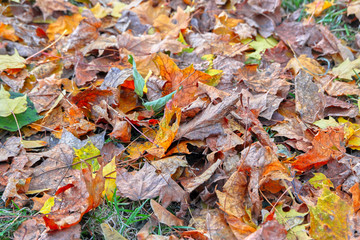 Colorful autumn leaves on the ground