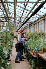 Pretty couple have a family business with decorative plants they working together in a flower greenhouse analyzing the healthy of the flower