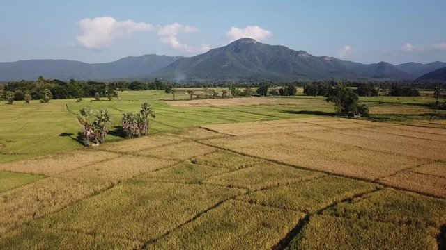 4K Aerial View Rice Farm Landscape Countryside