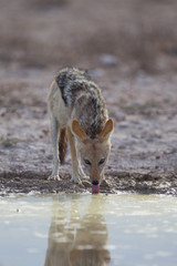 Jackal, black backed jackal in the wilderness of Africa 