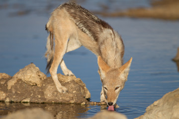 Jackal, black backed jackal in the wilderness of Africa 