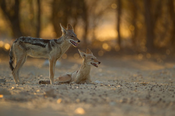 Jackal, black backed jackal in the wilderness of Africa 