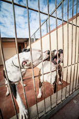 two locked dogs fighting