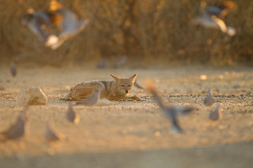 Jackal, black backed jackal in the wilderness of Africa 