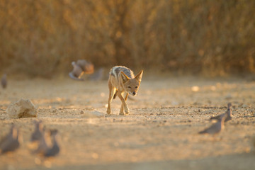 Jackal, black backed jackal in the wilderness of Africa 