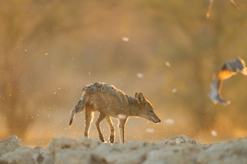 Jackal, black backed jackal in the wilderness of Africa 