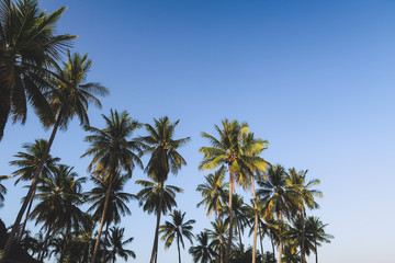 Fototapeta na wymiar Palms in front of blue sky in Thailand