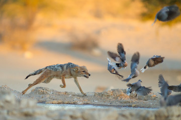Jackal, black backed jackal in the wilderness of Africa 