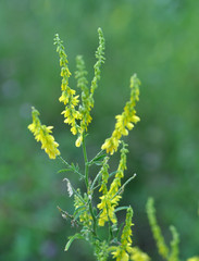 Melilot officinalis (Melilotus officinalis) blooms in nature