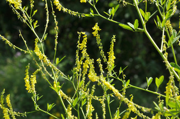 Melilot officinalis (Melilotus officinalis) blooms in nature