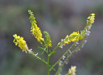 Melilot officinalis (Melilotus officinalis) blooms in nature