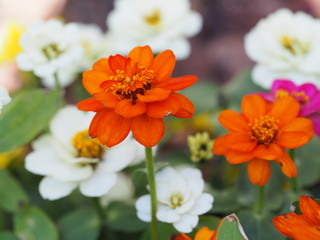 Multicolored Zinnia Closeup