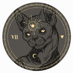 Image of an alchemical magic cat