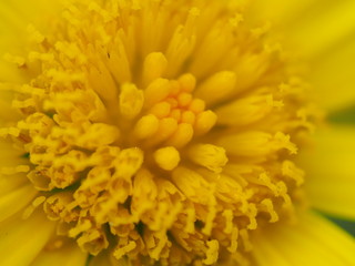 Macro of Bright Yellow Daisy Center