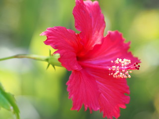 Macro Shot of  Red Hibiscus Flower
