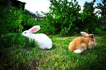 two domestic rabbits on the green grass, one white the other red on a Sunny summer day