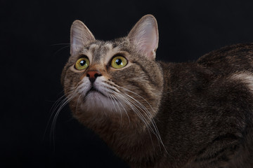 Obraz premium Beautiful tabby cat with big green eyes on a black background