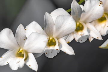 Fototapeta na wymiar White tropical Orchid flowers