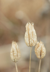 Fototapeta premium Dried summer flowers