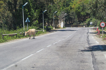 Algeria, from Algier to Annaba, along the Mediterranean See, Coast,