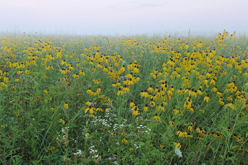 Summer tall grass wildflower prairie in fog with yellow coneflowers and Queen Anne's lace, Michigan, USA