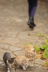 Ginger cat and him small kittens portrait outdoor. Human legs walk in blurred background.