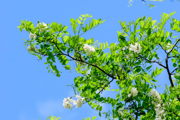 White flowers of Robinia pseudoacacia commonly known as black locust, and green leaves towards clear blue sky in a summer garden, beautiful outdoor floral background photographed with soft focus