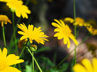 Closeup of Beautiful Yellow Daisies