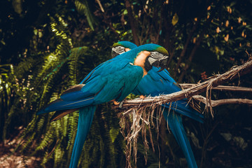 Araras Parque das Aves Foz do Iguaçu