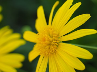 Closeup of Beautiful Yellow Daisy