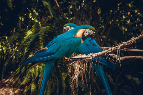 Araras Parque das Aves Foz do Igua&ccedil;u