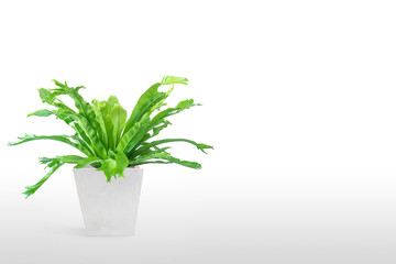 houseplant Asplenium nidus in white flowerpot