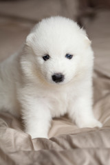 small white samoyed puppy look in cam