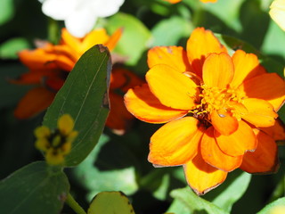 Multicolored Zinnia Closeup