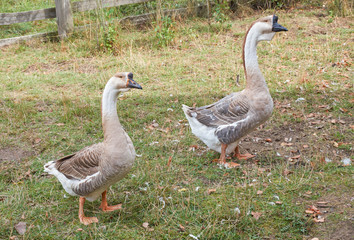The swan geese (Anser cygnoides)