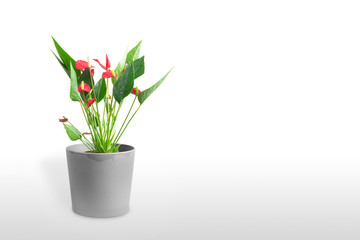 Antarium blossoming in a pot isolated on color background