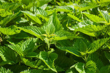 Fresh spring sprouts of nettle.