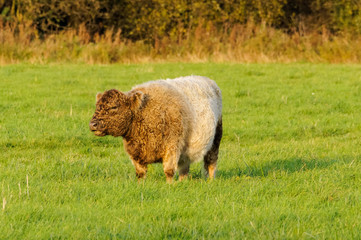 Obraz premium Belted Galloway cow on a green pasture