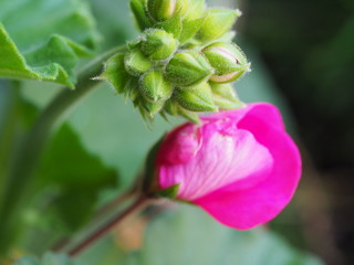 Closeup of new flower and buds on pink geranium plant