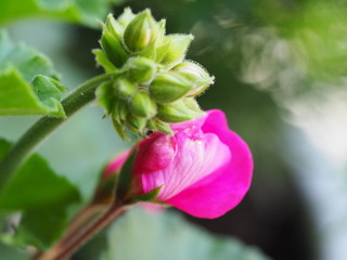 Closeup of new flower and buds on pink geranium plant