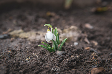 Snowdrop spring flowers. Delicate Snowdrop flower is one of the spring symbols telling us winter is leaving and we have warmer times ahead. Fresh green well complementing the white blossoms.