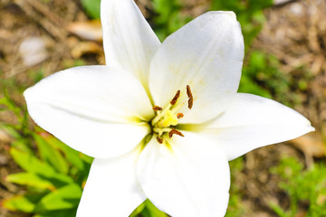 flowers white lily with green leafes in the garden.