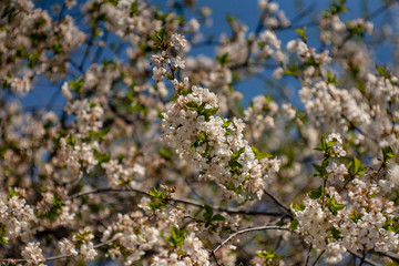 Bird cherry blossoms flowers in spring. Spring blossom flowers of bird cherry tree. Spring bird cherry tree flowers. Bird cherry tree flowers bloom in spring