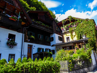 A close up on a house front, located by the lake in Hallstatt, Austria. The wooden house is overgrown with green ivy. Alpine village. Idyllic landscape. Coexistence of human and nature.