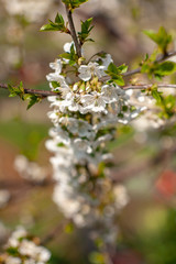 Bird cherry blossoms flowers in spring. Spring blossom flowers of bird cherry tree. Spring bird cherry tree flowers. Bird cherry tree flowers bloom in spring