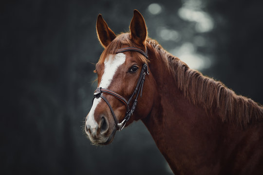 portrait of young red trakehner mare horse with bridle in dark forest