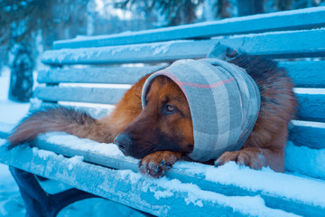 A dog in a hat sits on a bench