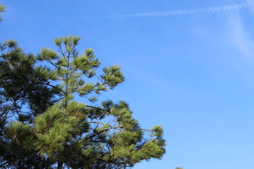 Arcachon Sapin ciel bleu