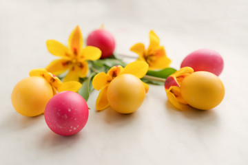 Easter eggs with yellow tulips on a light  background